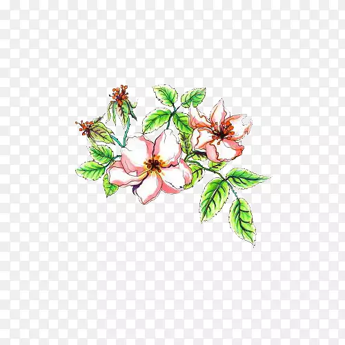 花卉砧木摄影水彩画插图-种植苹果花