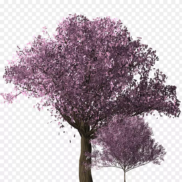 樱花可伸缩图形-盛开的樱桃树
