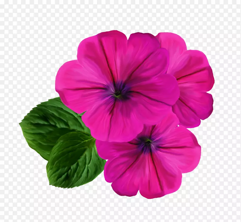 花卉摄影剪贴画.花卉和花卉设计标签材料