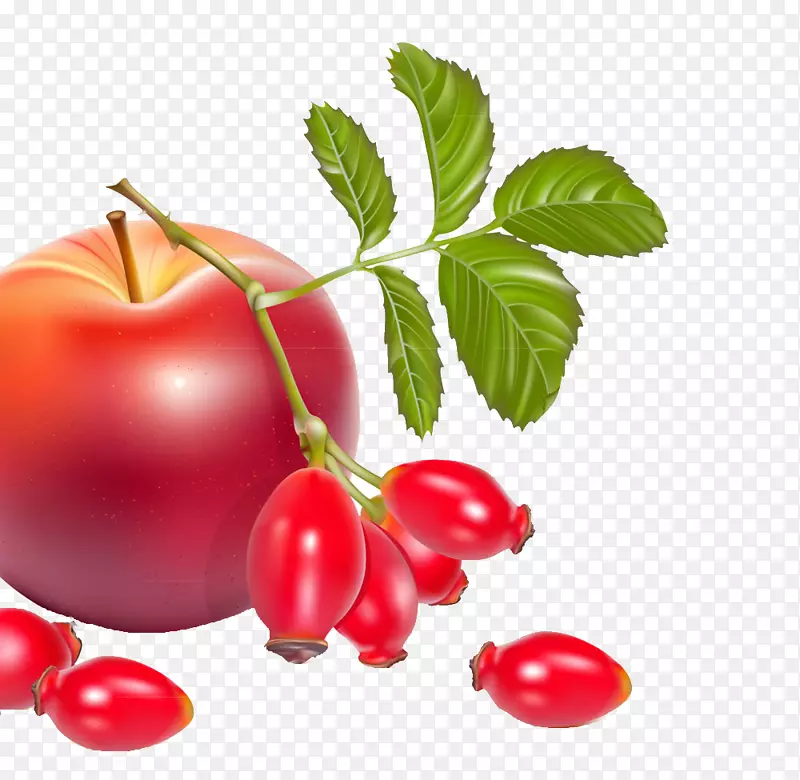 玫瑰嘻哈狗-玫瑰浆果插图-精致的苹果