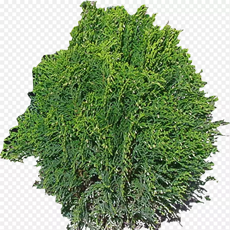 乔木植物免费-树木创意元素花卉图案PNG图片素材下载_图片编号512804-PNG素材网