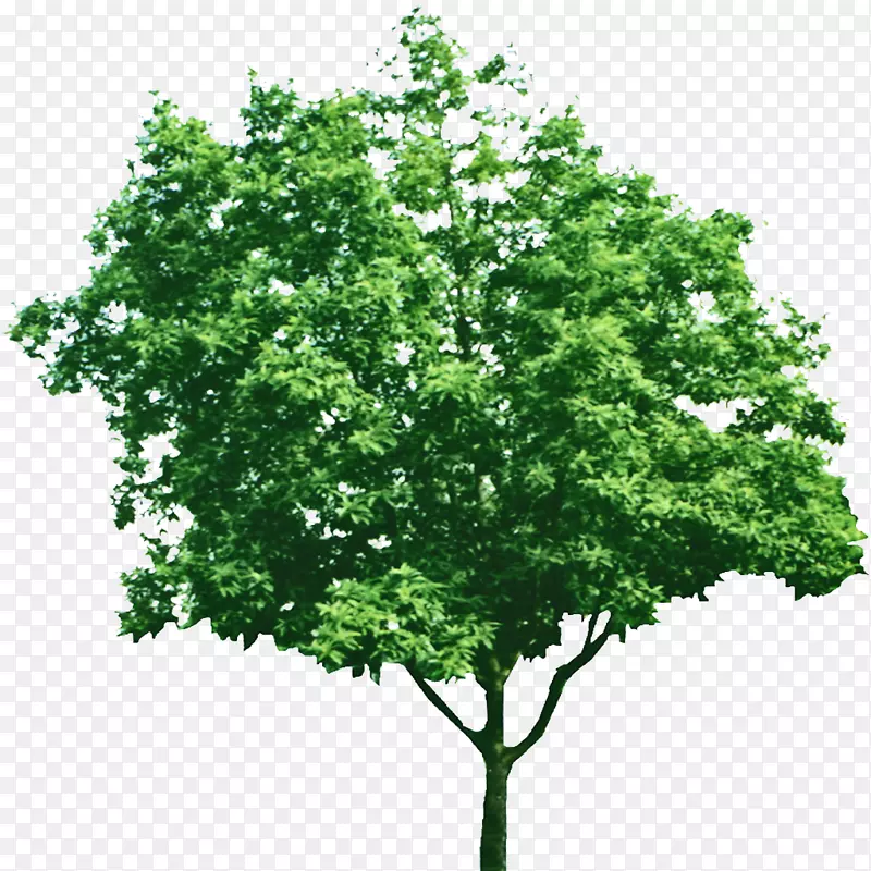树木绿色枝条-树木创意元素花卉图案