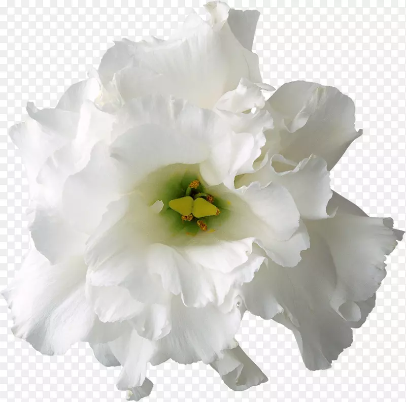 白花-创意花型花卉