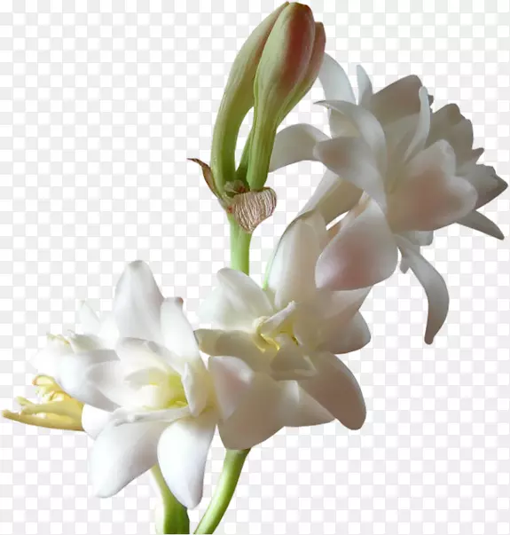 香水香精油芬芳小花.手绘花卉装饰图片载体材料