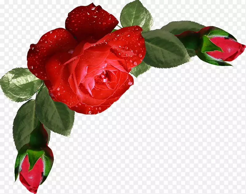 花园玫瑰花束剪贴画花型设计材料