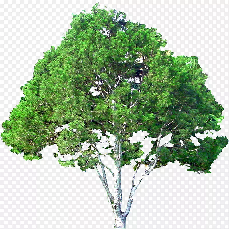 下载树版税-免费-树木创意元素花型