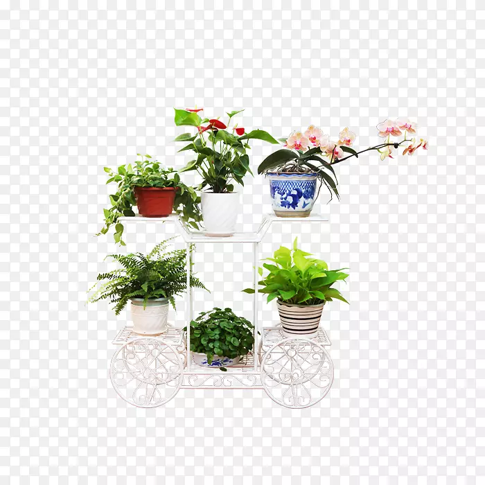 花卉设计剪贴画-植物花卉装饰