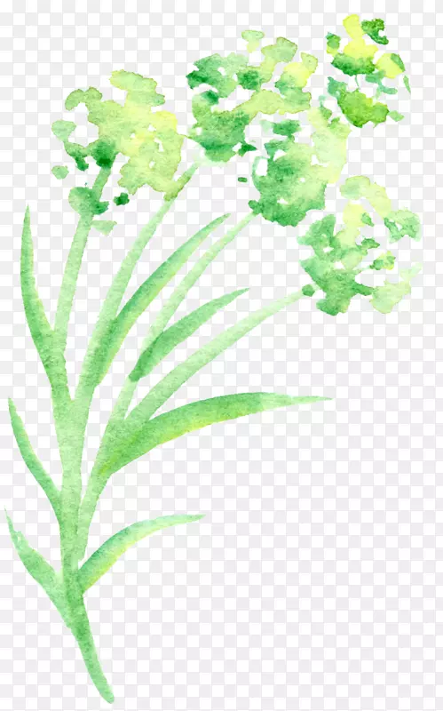 绿色花瓣水彩画花-简单的绿色水彩花卉