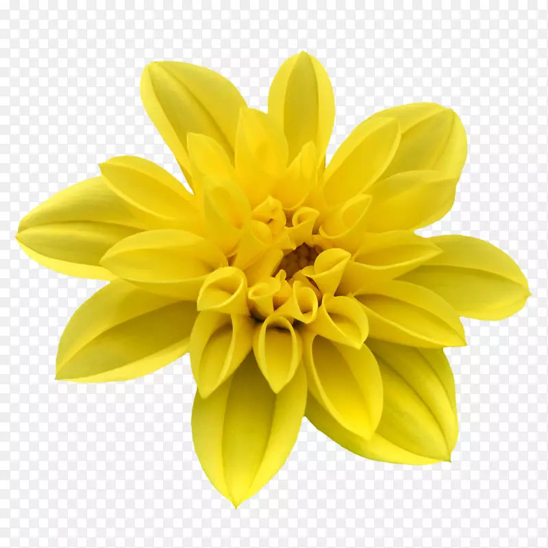 花卉设计师花瓣-美丽的花卉设计