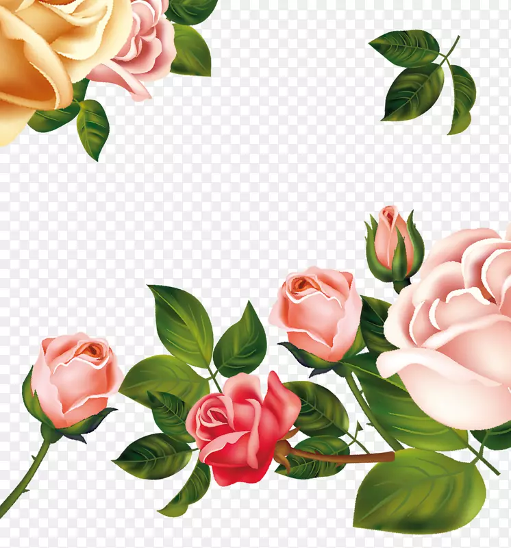 花园玫瑰，海滩玫瑰，蜈蚣玫瑰，粉红色玫瑰