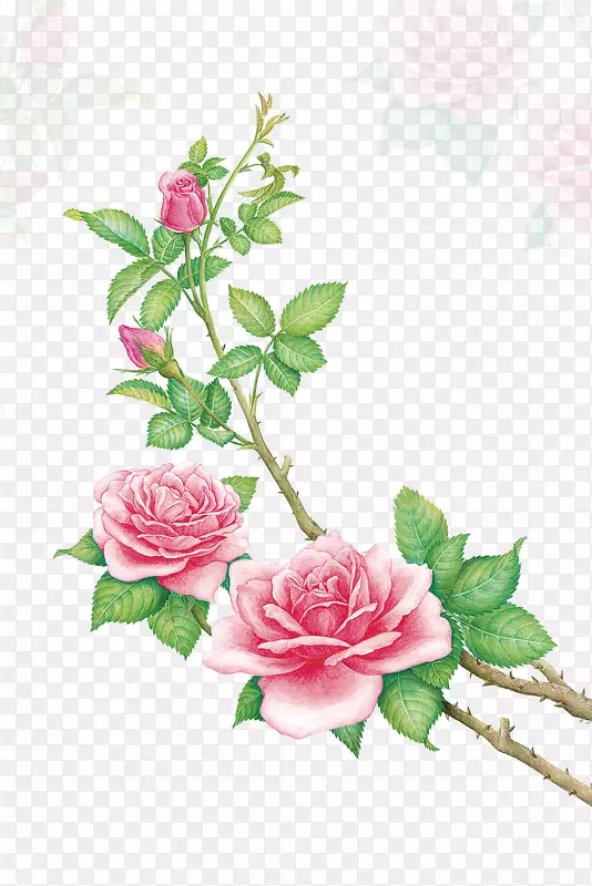 海滩玫瑰皮露珠彩绘玫瑰手绘