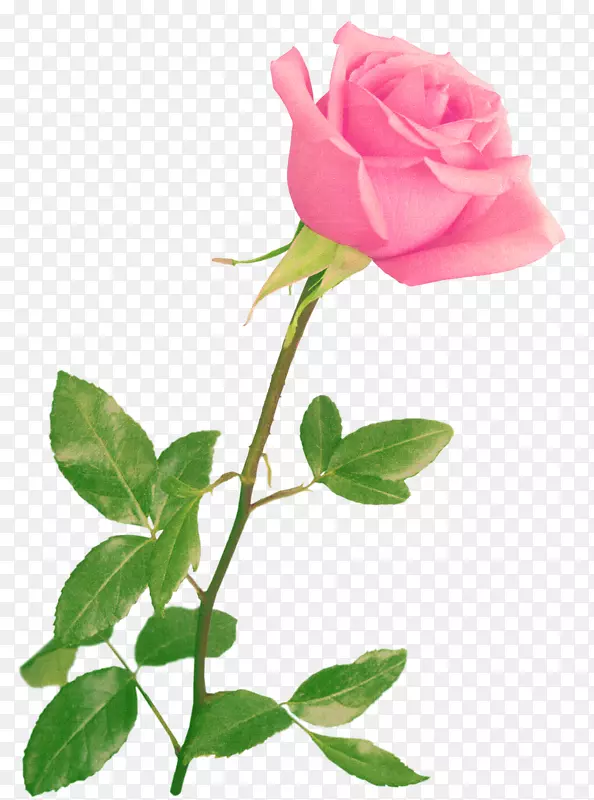 婚礼邀请函纸花-粉红色玫瑰