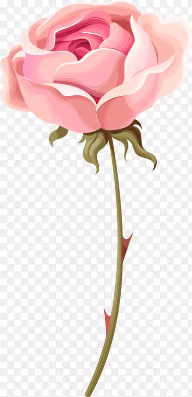 花园玫瑰沙滩玫瑰蜈蚣玫瑰粉红手绘水彩画粉红色玫瑰