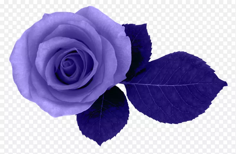 玫瑰粉红色花朵图片-蓝色紫色玫瑰
