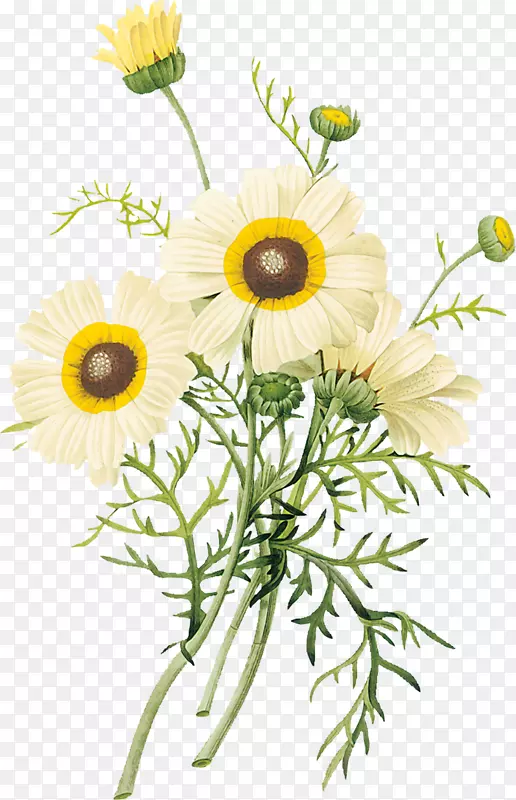 植物学插图植物版画艺术插图.花卉和花卉图案背景材料