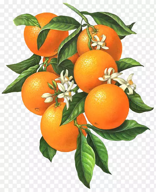 柑桔xd 7香橙花植物插图-橙色果实的白色小花
