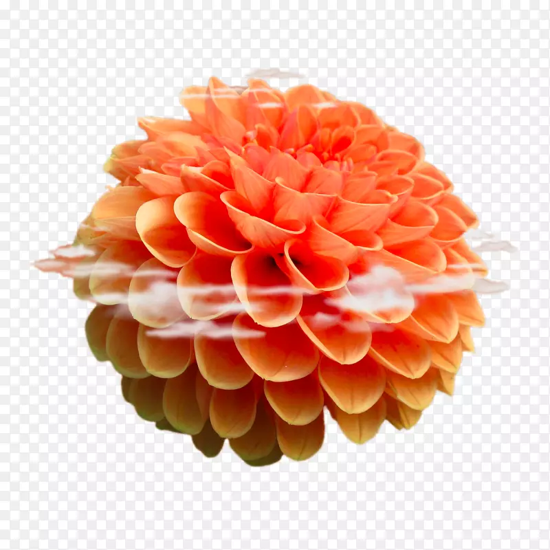 海滩玫瑰花Android.xchng-橙色绣球花