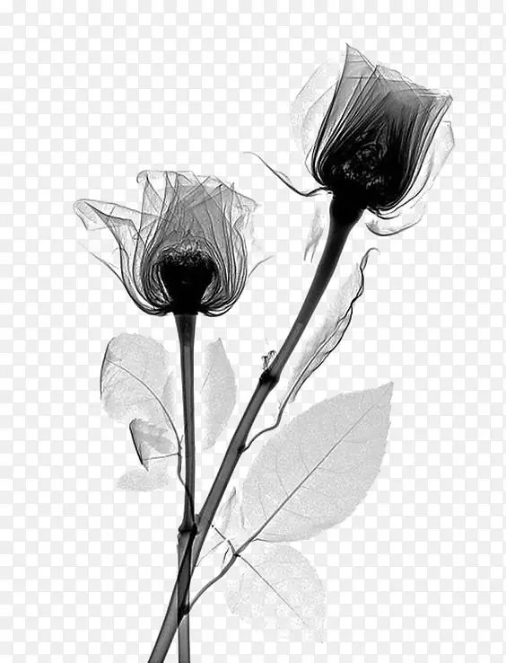 玫瑰科X射线摄影术-黑花