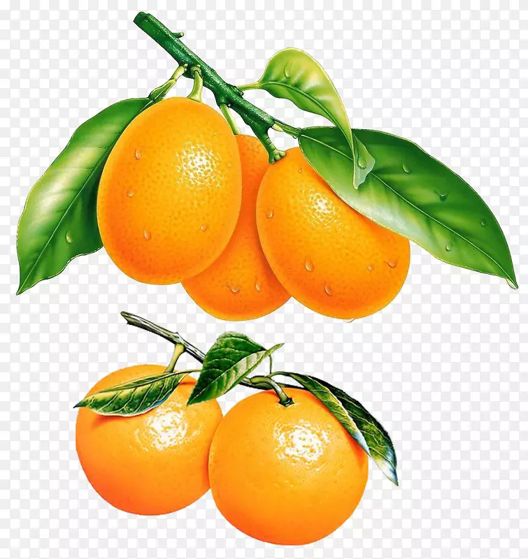 橘子苦橙子