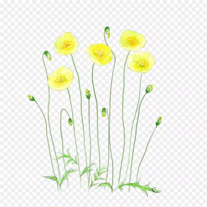花卉水彩画插图.黄色水彩画花