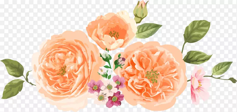 花园玫瑰、蜈蚣玫瑰、桔黄色单花