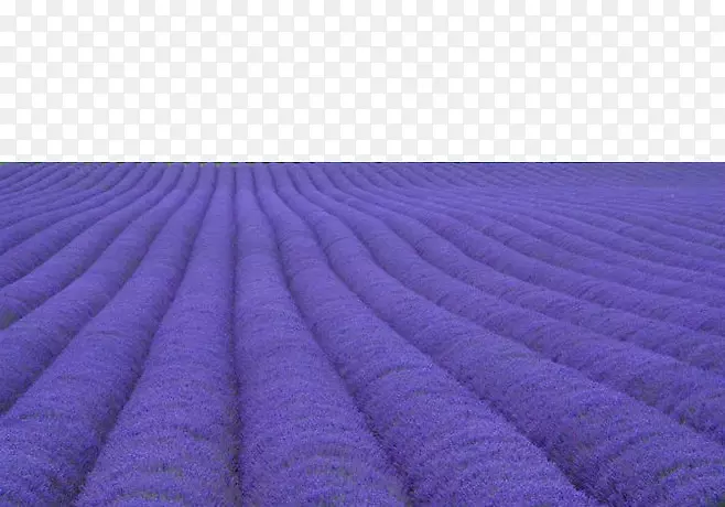 紫罗兰纺织-壮观的紫色薰衣草
