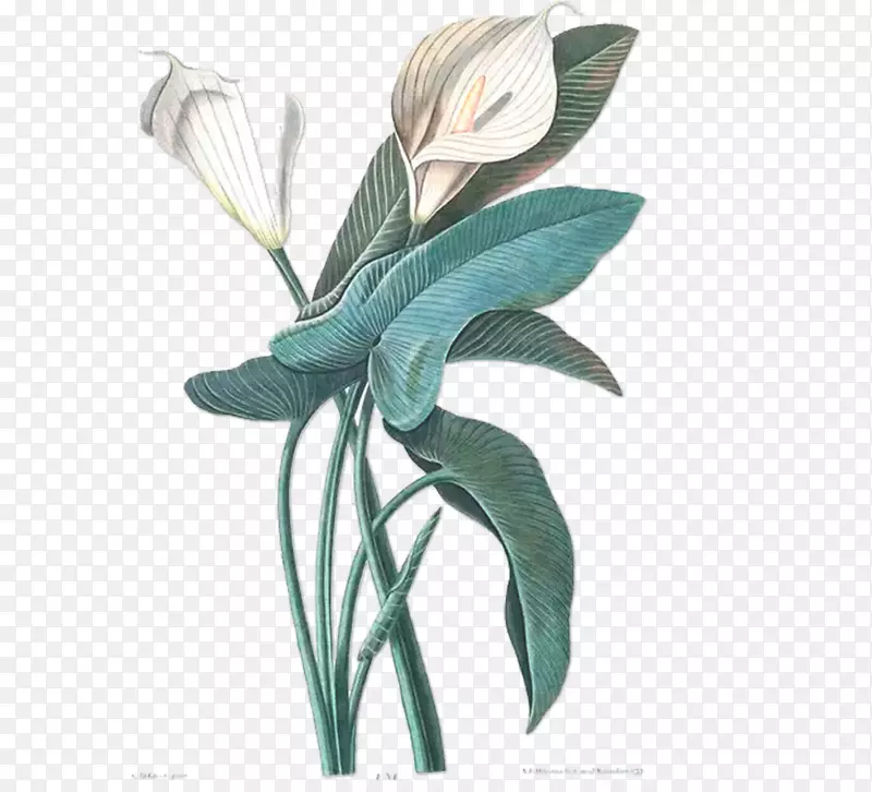 花卉素描植物学插图白喉莲花