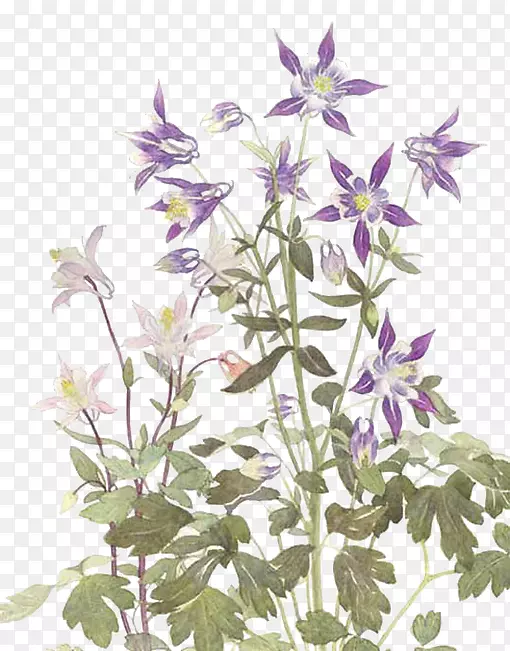 花-紫星花