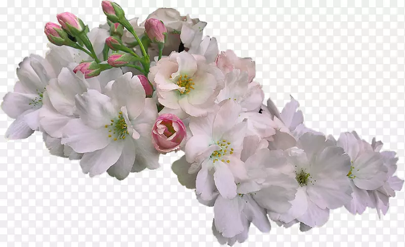 花卉白花设计创意花卉植物