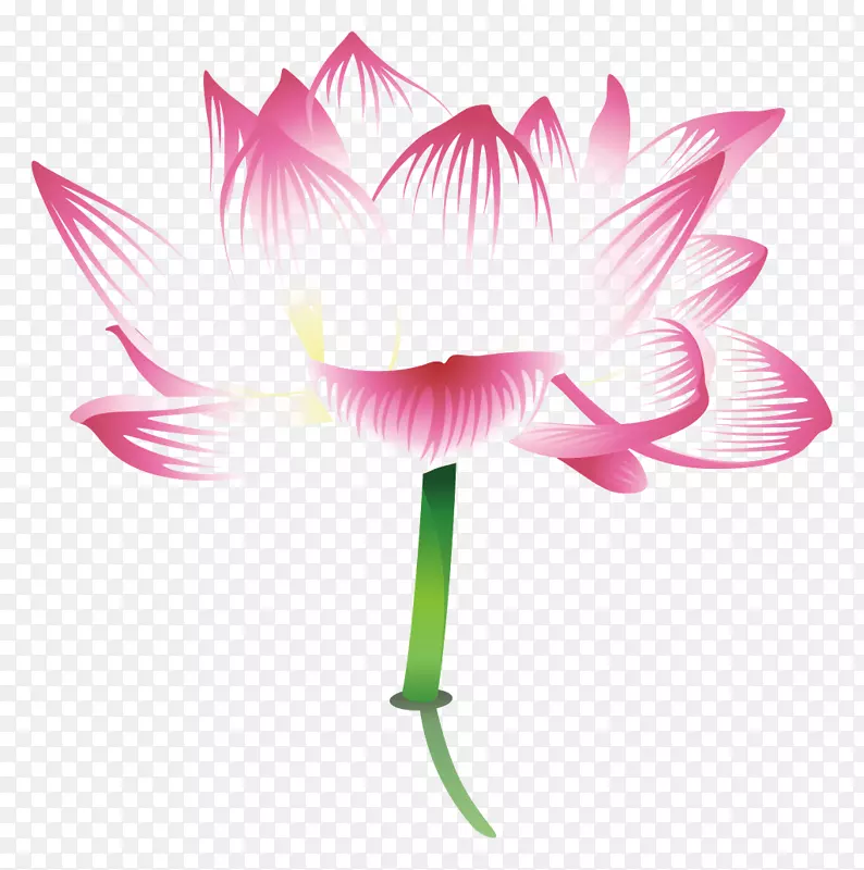 Nelumbo nucifera海报-小新鲜莲花