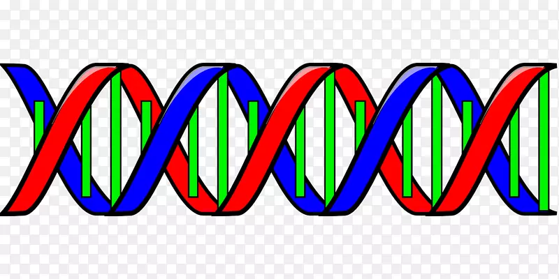 核酸双螺旋dna剪贴术基因型剪裁