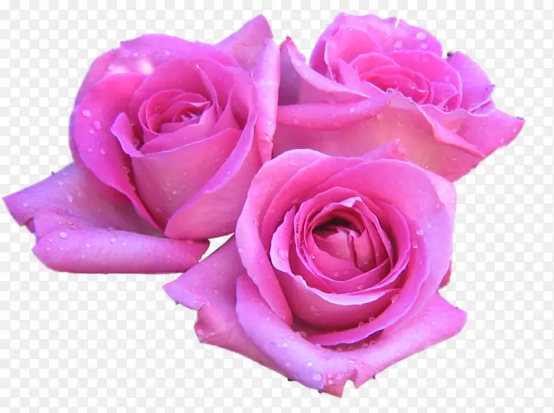玫瑰花粉红1080 p高清电视线画花贴花