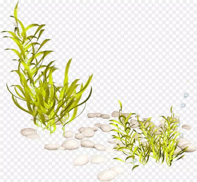 水生植物海藻剪贴画-海藻