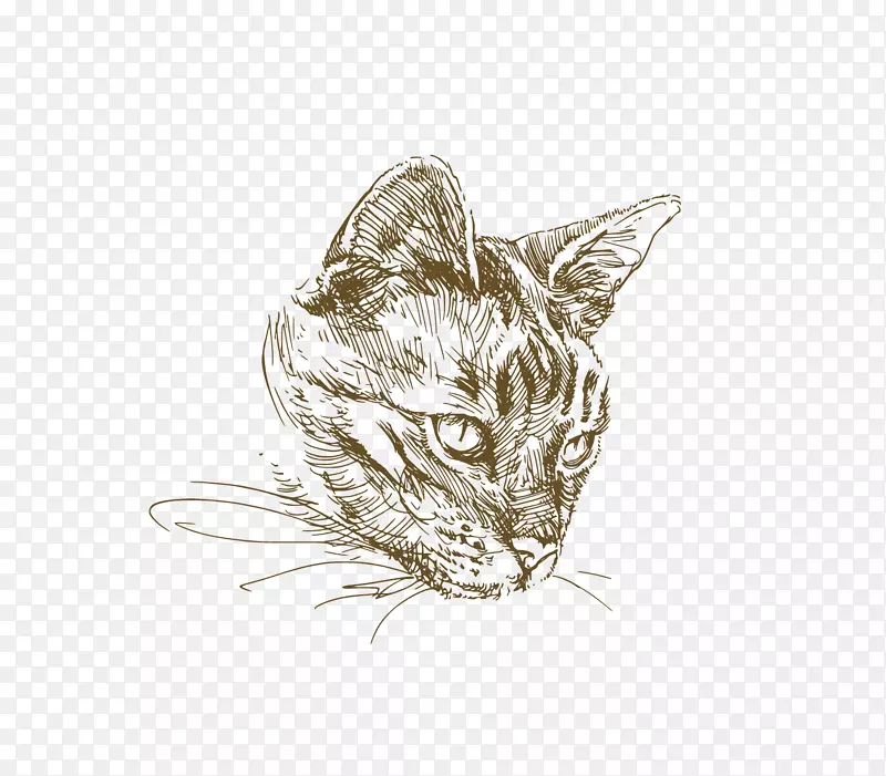 猫画插图-画猫
