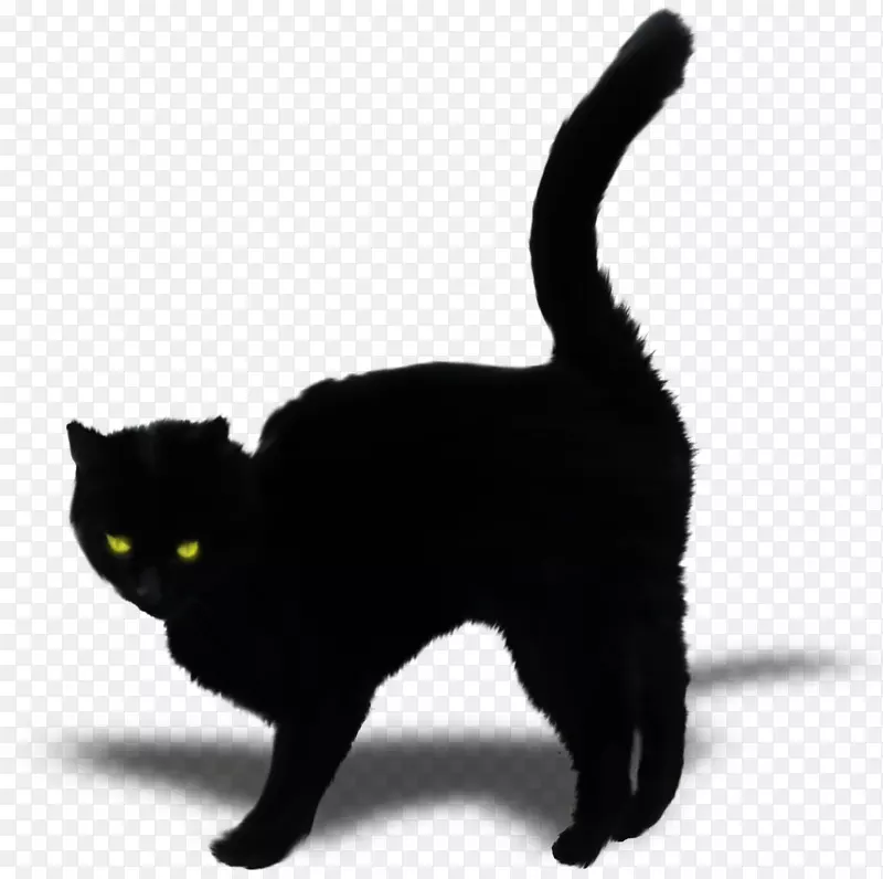 孟买猫黑猫家养短毛猫须黑猫