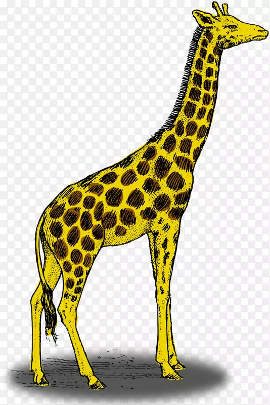 长颈鹿彩色画片艺术长颈鹿照片