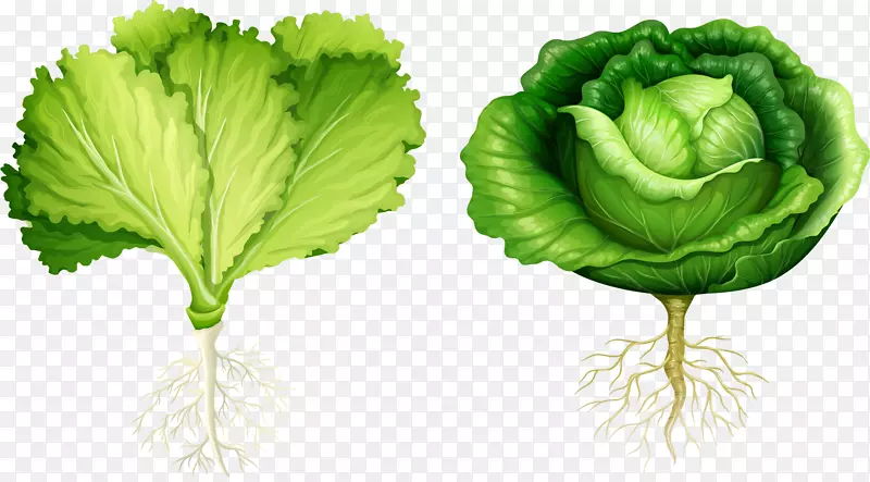 生菜根蔬菜插图.手绘蔬菜