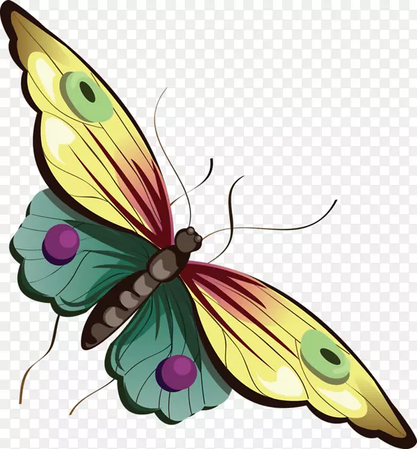 蝴蝶动画剪辑艺术-蝴蝶的卡通图片