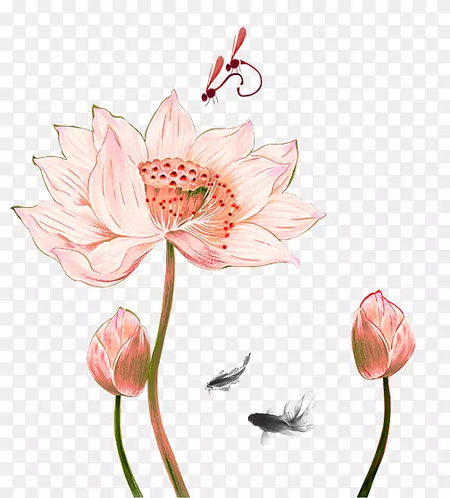 莲花水墨画画-粉红色新鲜莲花装饰图案