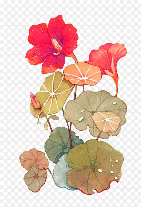 花卉插画-红鲜莲花装饰图案