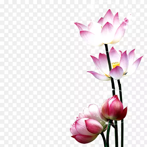 花中秋节花瓣-中折设计材料莲花