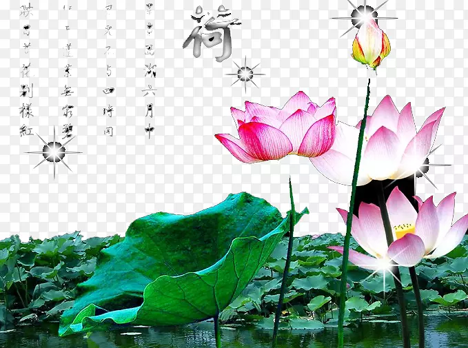 埃及莲花壁纸-夏季池塘莲花