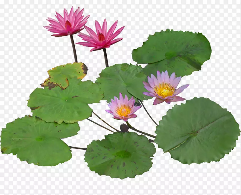 睡莲-百合水生植物-盛开的莲花