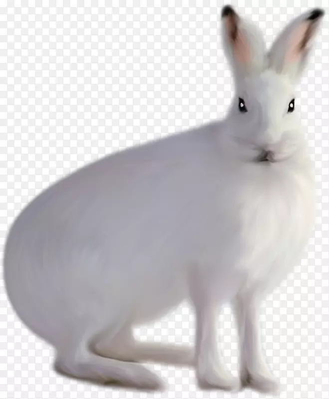 家兔北极兔白兔可爱的小兔子元素