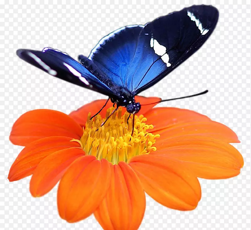 蝴蝶毛毛虫花夹艺术-橙色雏菊花蝴蝶