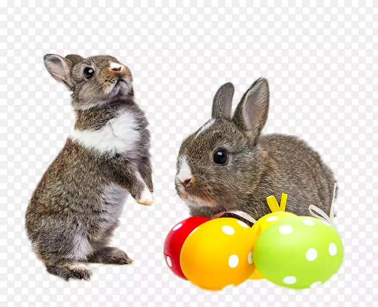 复活节兔子鸡兔子复活节彩蛋兔子
