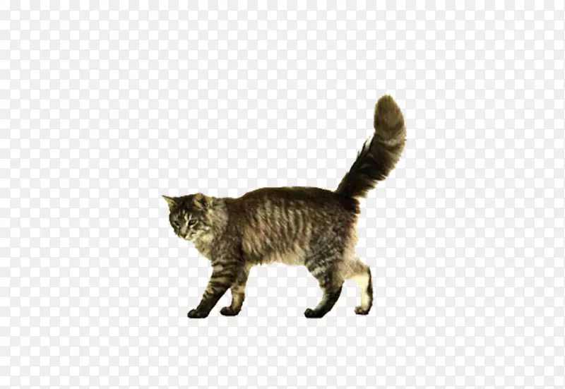 没有一年的猫，狗夹艺术-灰猫走路