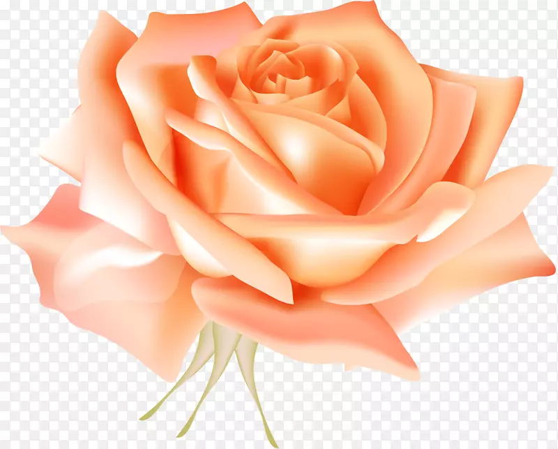 昆虫夏草玫瑰蓝玫瑰插花艺术立体声橙色玫瑰载体