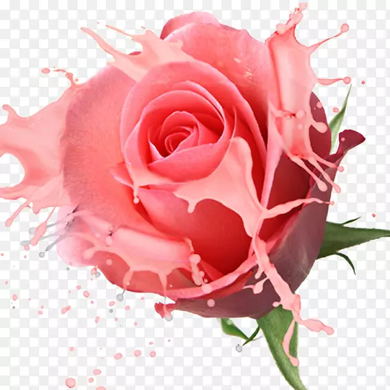 玫瑰花摄影-粉红色玫瑰