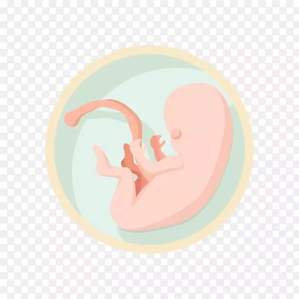 胎儿出生-圆圈中的胎儿